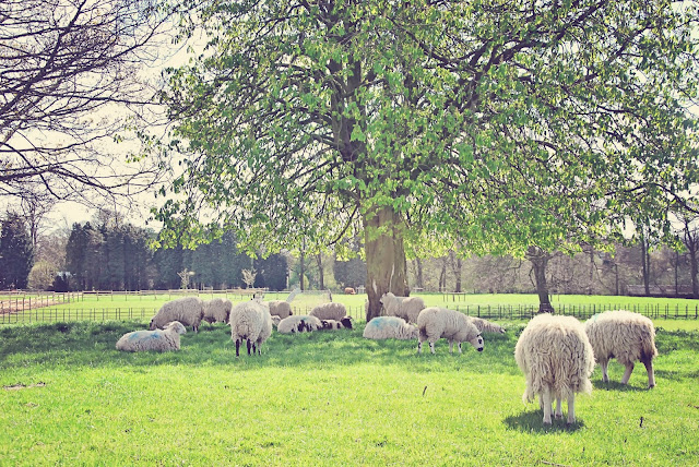 sheeps grazing