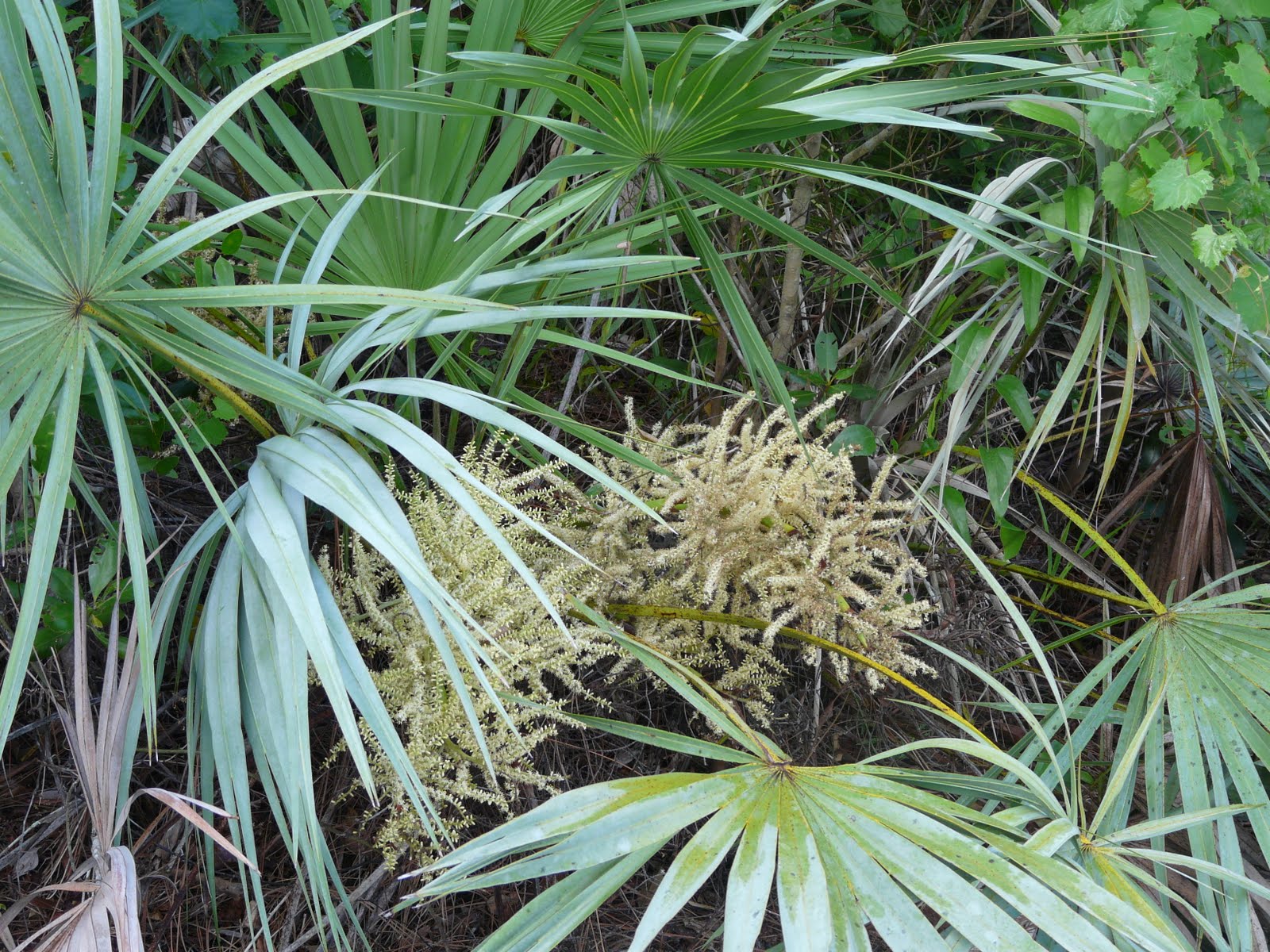 Does Saw Palmetto Interact With Anything at Elsa Schmidt blog