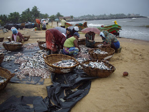 Women Fisherfolk cleaning fish on Negombo Beach.(Monday 29-10-2012)