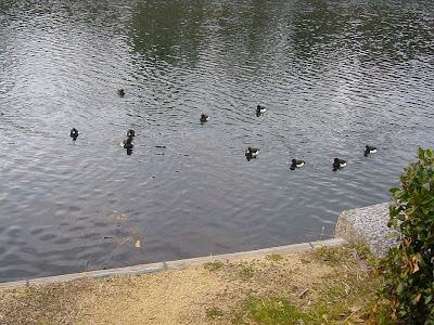 大阪城公園の水鳥たち 北外堀