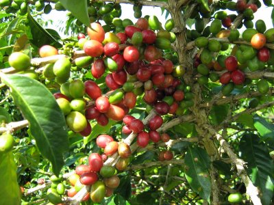 Buah Kopi