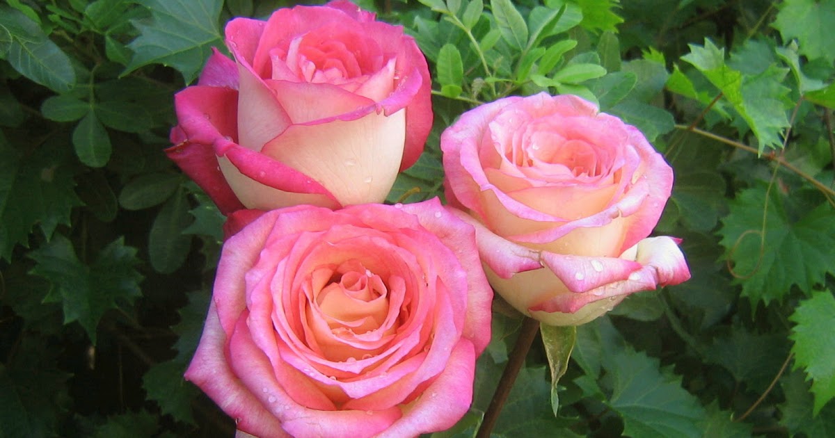 Cara Merawat Bunga Mawar Dengan Tepat