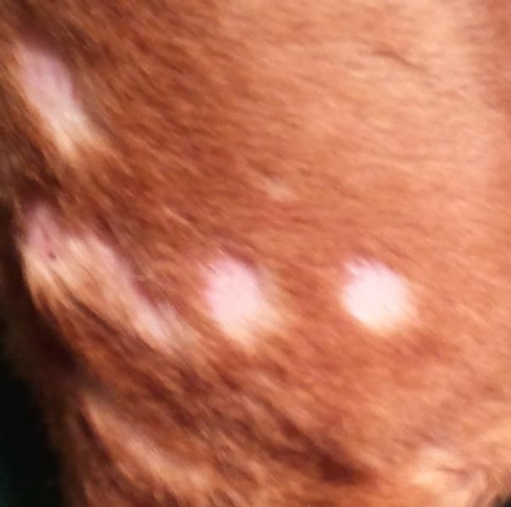 Top 90+ Pictures What Does Folliculitis Look Like On Dogs? Latest 10/2023