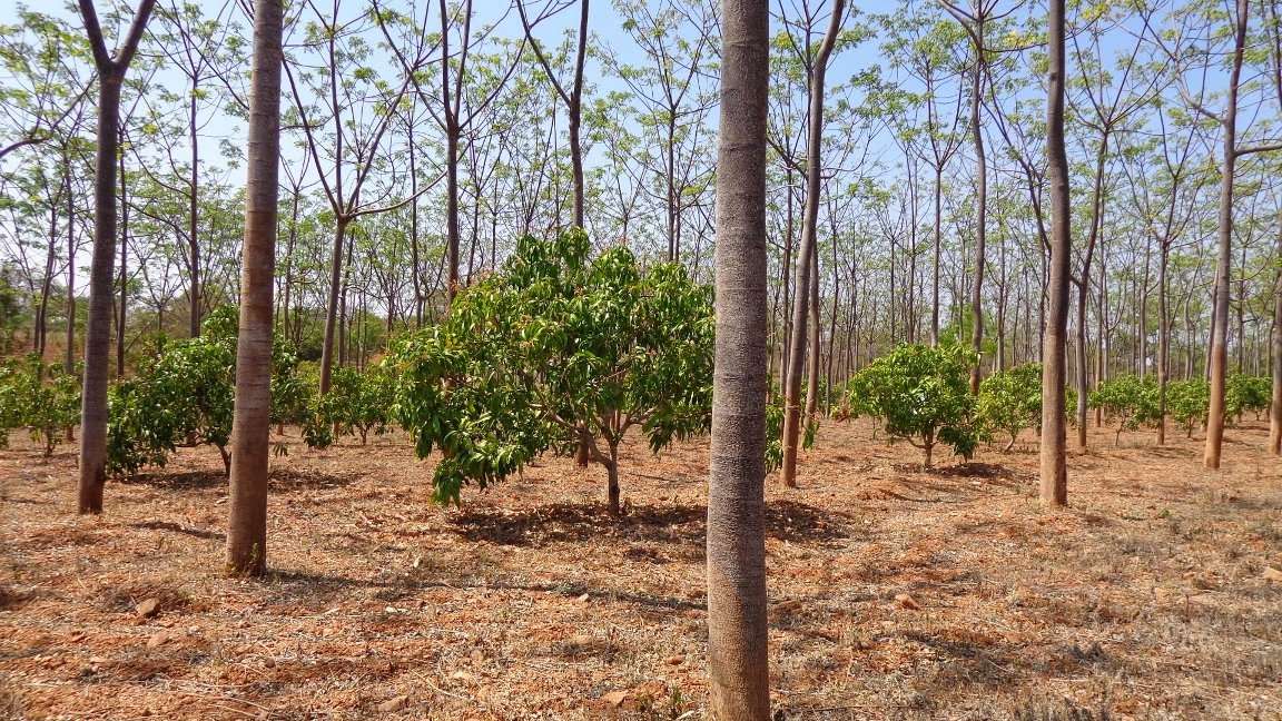 Photo Gallery Red sanders, Sandal & Teak Plants June 2015