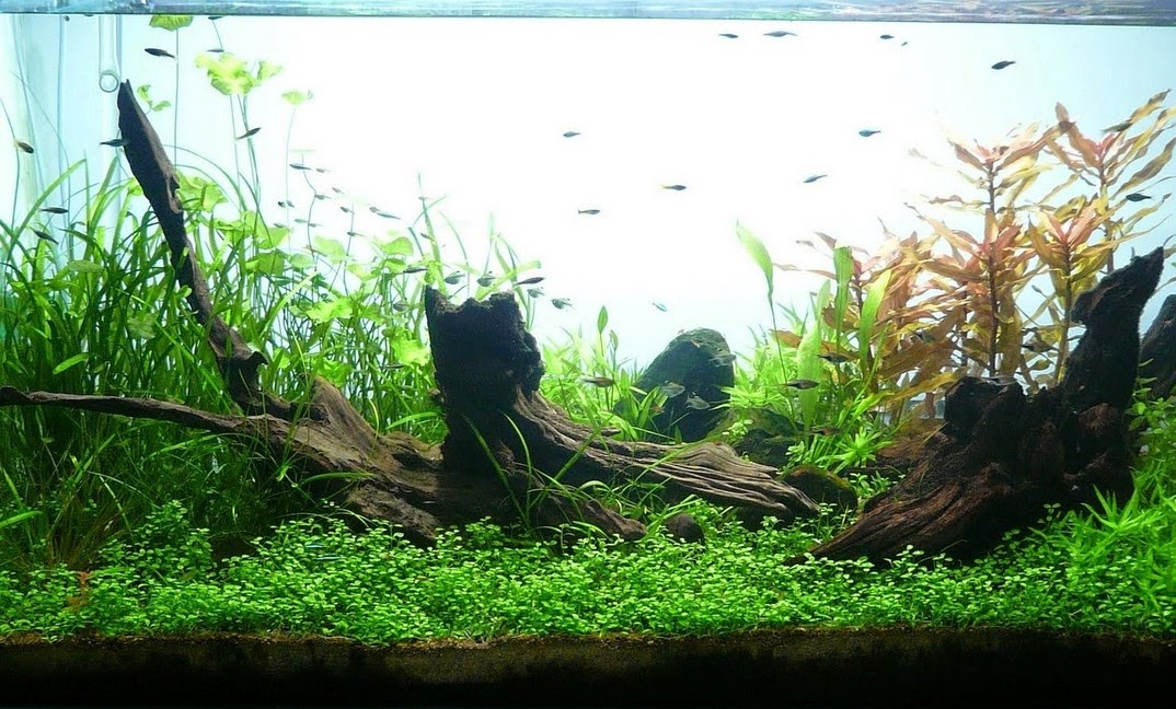 aquascape yang indah indonesia tourism cara membuat aquascape murah meriah indah aquascape yang indah indonesia tourism cara membuat aquascape murah meriah indah