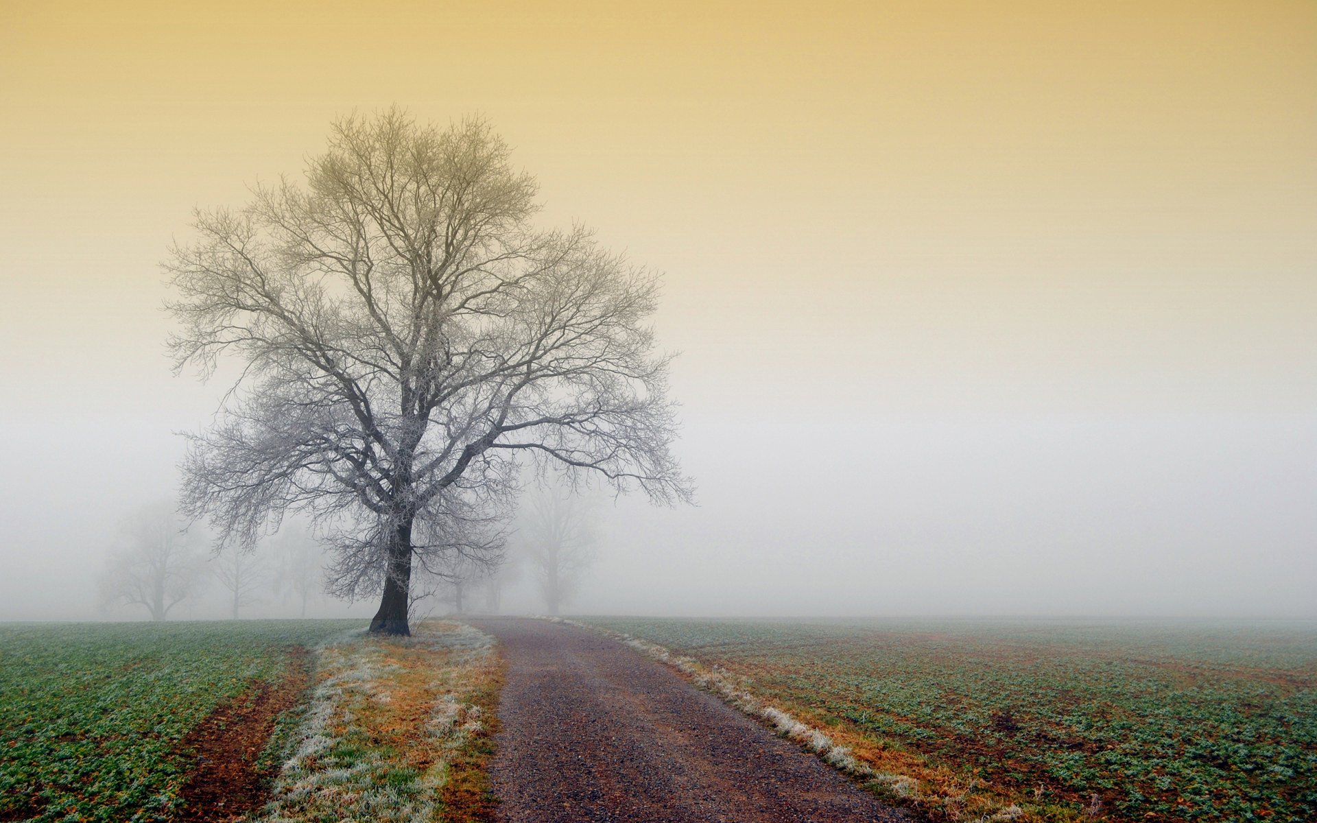 Winter Morning Wallpaper