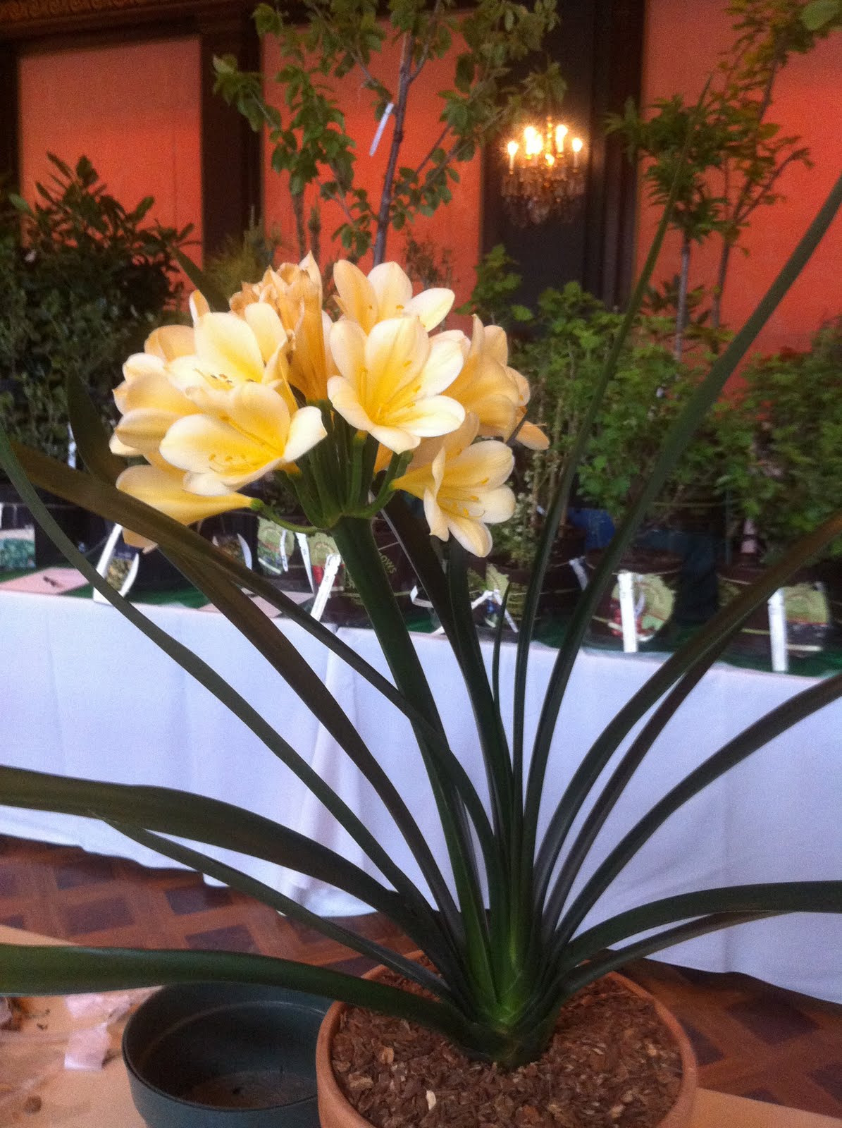 The Garden Plot Rare Plants Rare People Rare Time at DCH The Garden Plot Rare Plants Rare People Rare Time at DCH