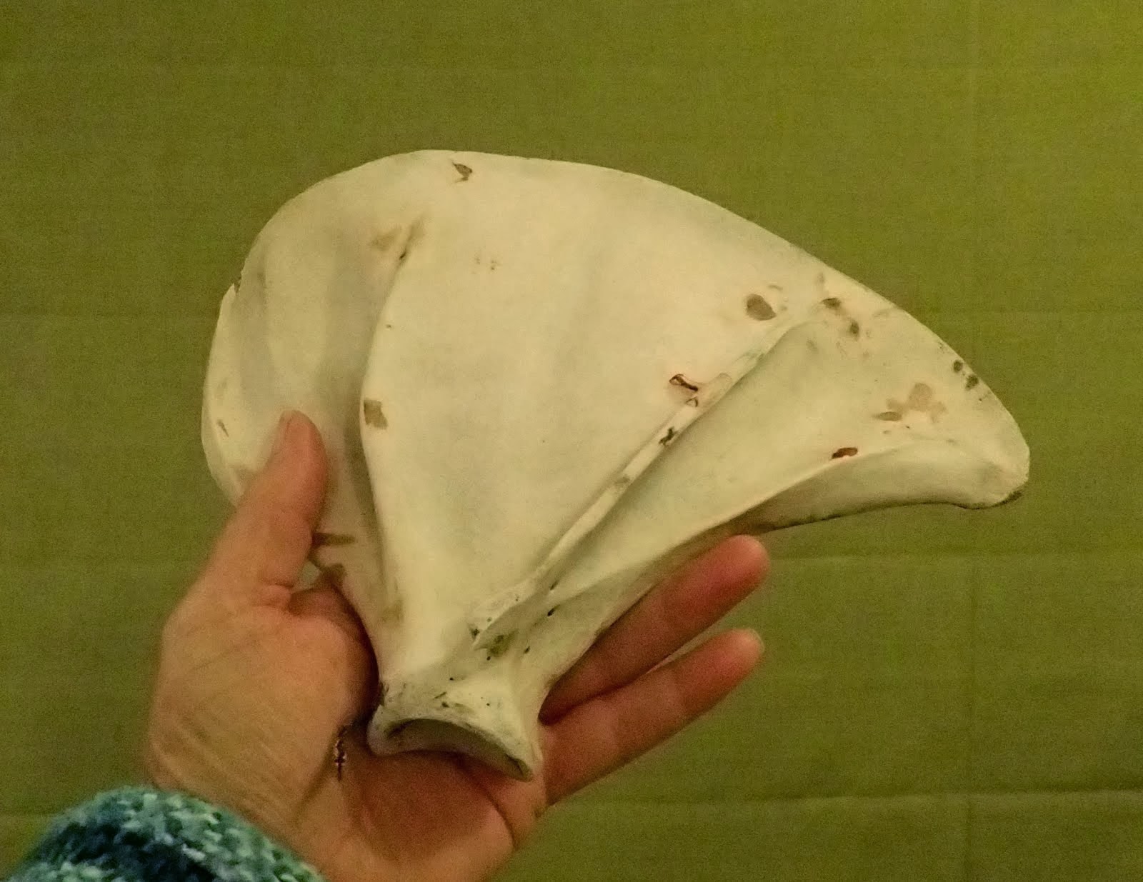 A fan shaped bone. Picked up on the beach, after last week's storm