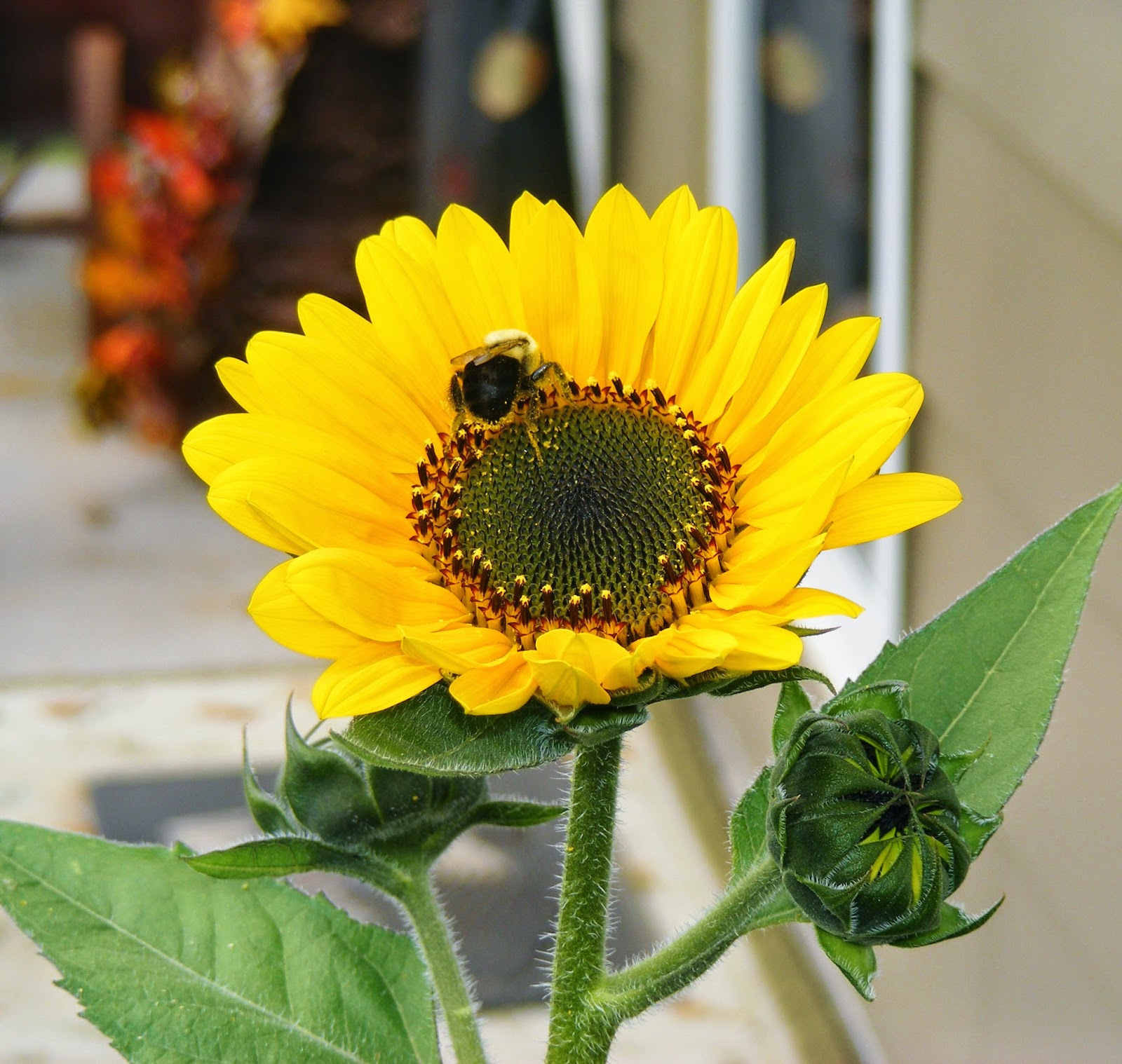 Bumble Bee Lane Sunflowers and Bumble Bees