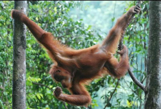 SUMATRAN ORANG UTAN ( FEMALE )