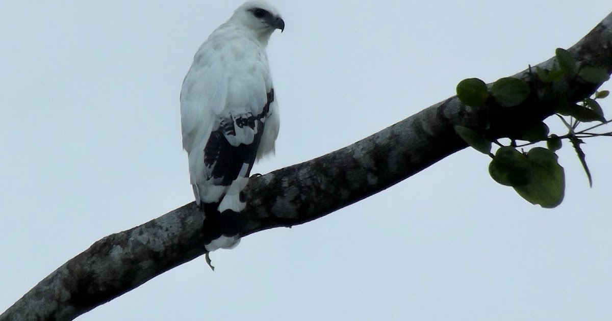 Jungle and Rainforest Art of Costa Rica: Costa Rican Forests Birds of Prey