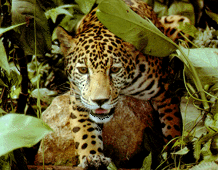 Amazon Jungle | Amazon Jungle Animal Photo | Amazon Jungle News