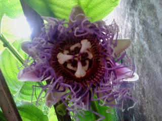 bunga markisa baunya harum bermaat sebagai penenang