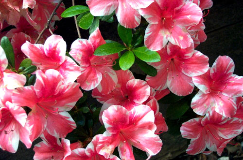 azalea meaning