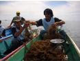 Rumput Laut Berkualitas Tinggi dari Pulau Tihi-tihi, Bontang