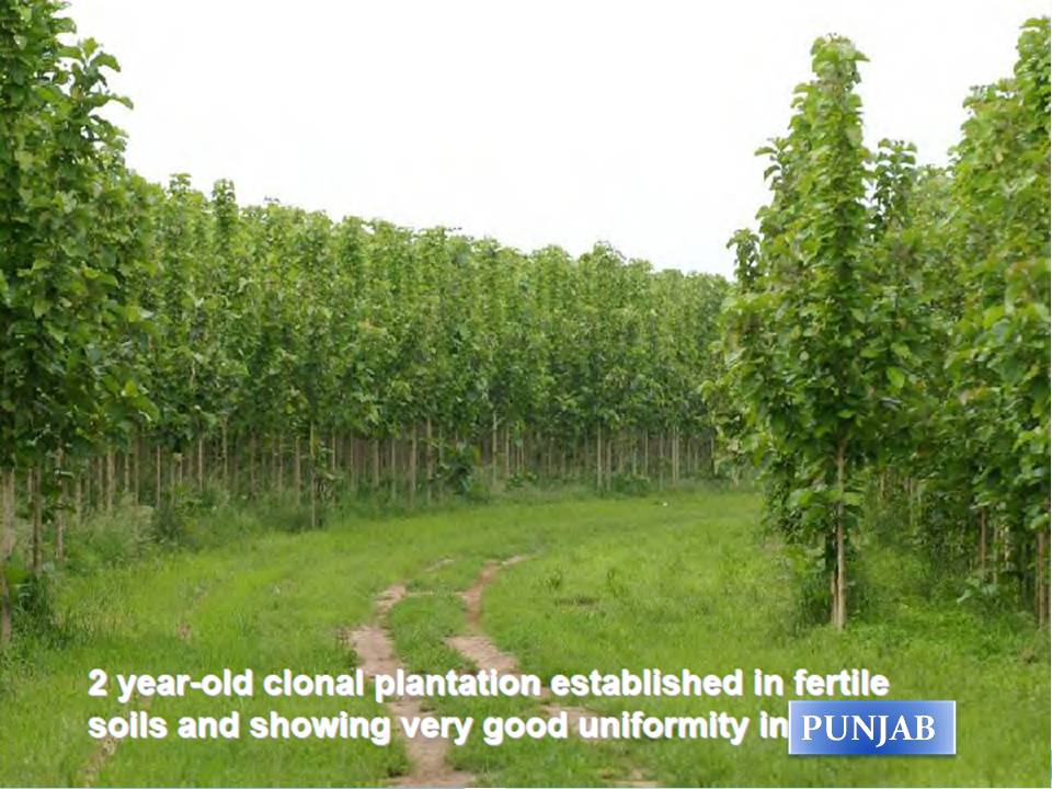 Teak plantation,cultivation TEAK PLANTATION AND CULTINATION www