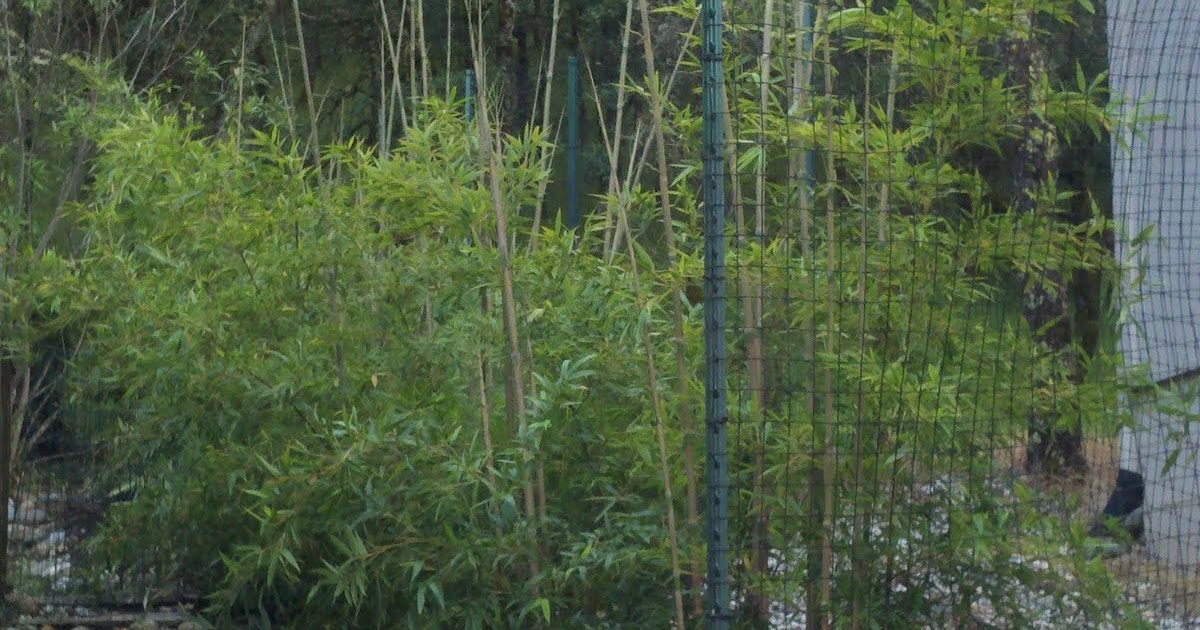 Bamboo Geek Post script to bamboo growing in the Northern California foothills...