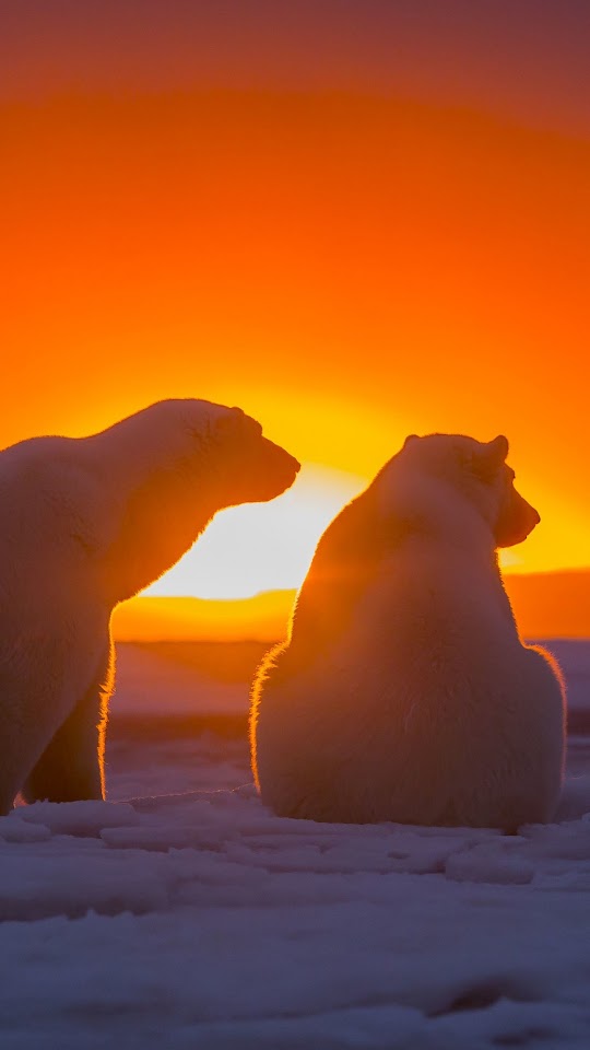 Polar Bears Antarctica Sunset Android Wallpaper