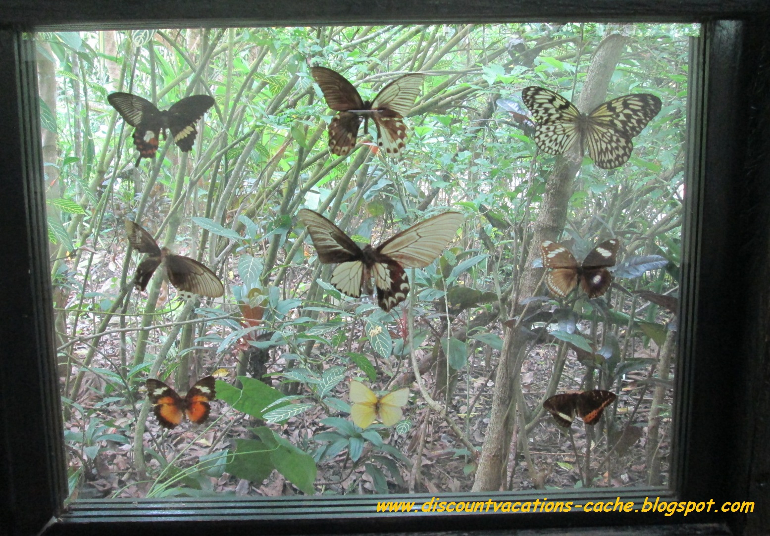 Discount Vacations Bohol Habitat Conservation Center Butterfly Sanctuary