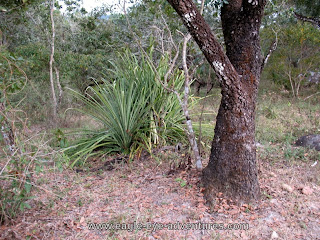 Bromelia karatas Jalisco