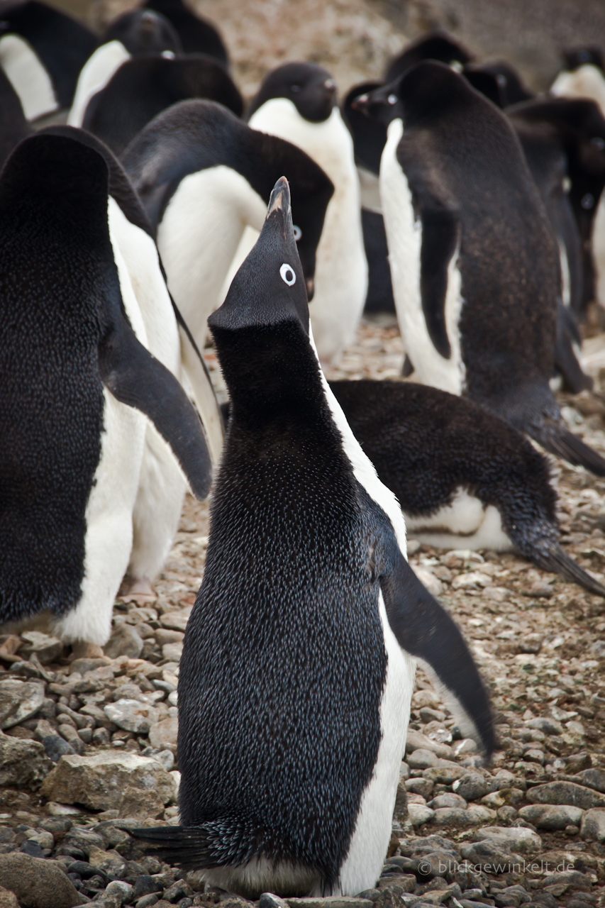 Antarktis Adelie Pinguin