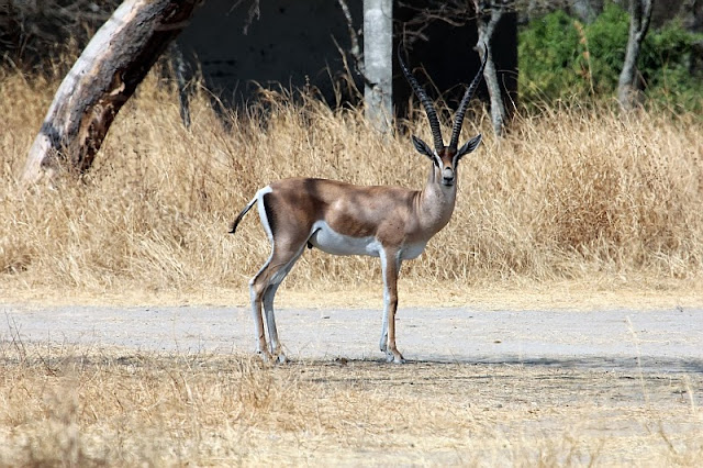 Grant's gazelle Nanger granti Grant's gazelle Lake Langano