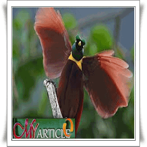 Beautiful Birds Beautiful Birds