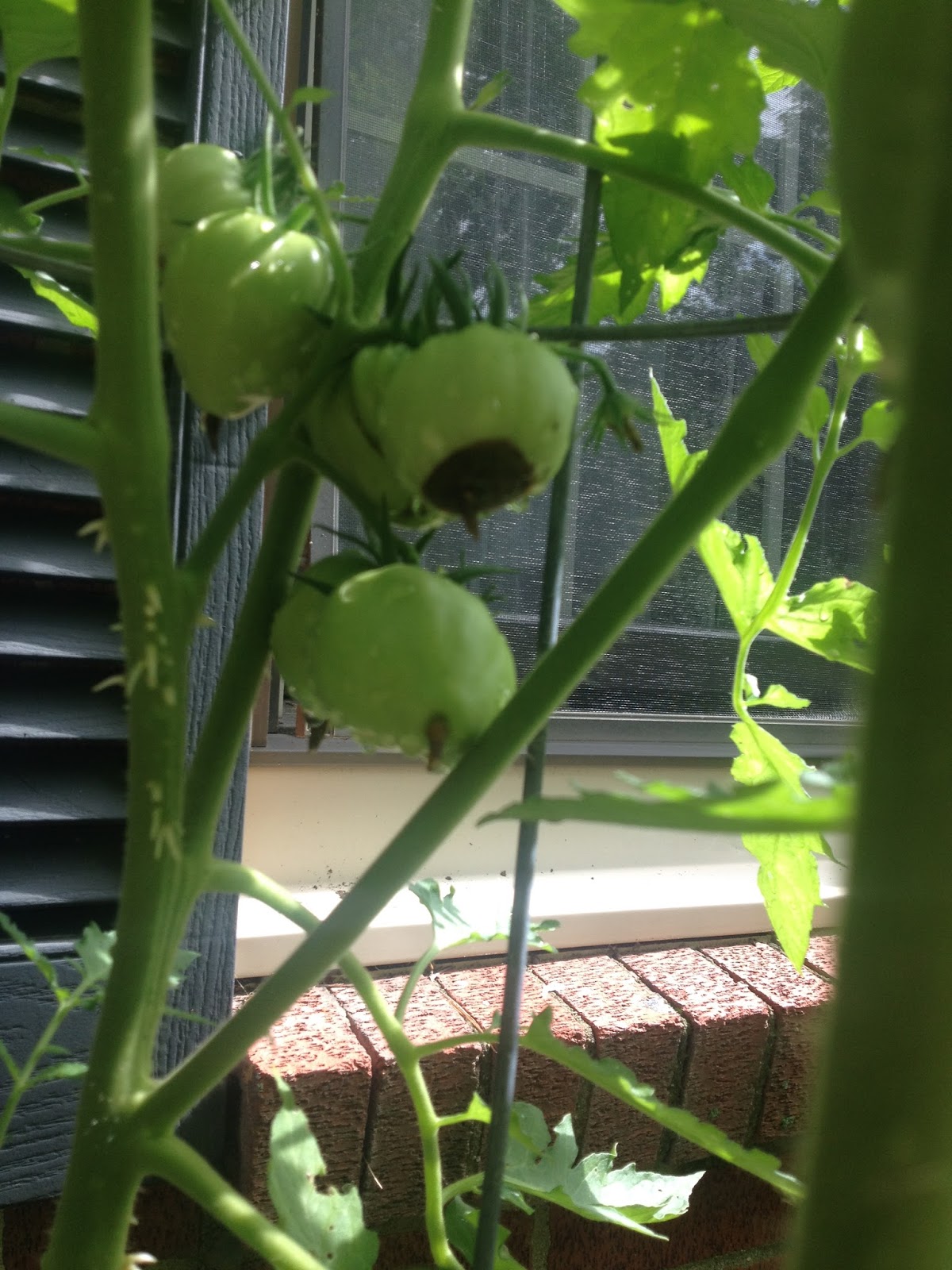 Fast, Cheap, and Good Sustainability, One Choice at a Time Dealing