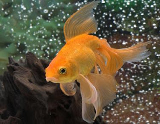 Goldfish Pictures - Orange Fantail Goldfish