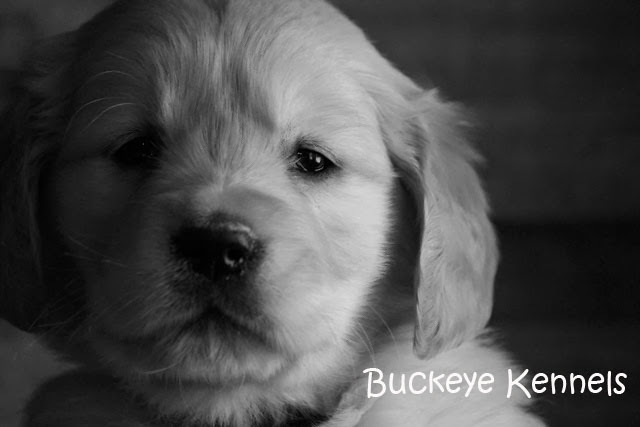        Buckeye Kennels           