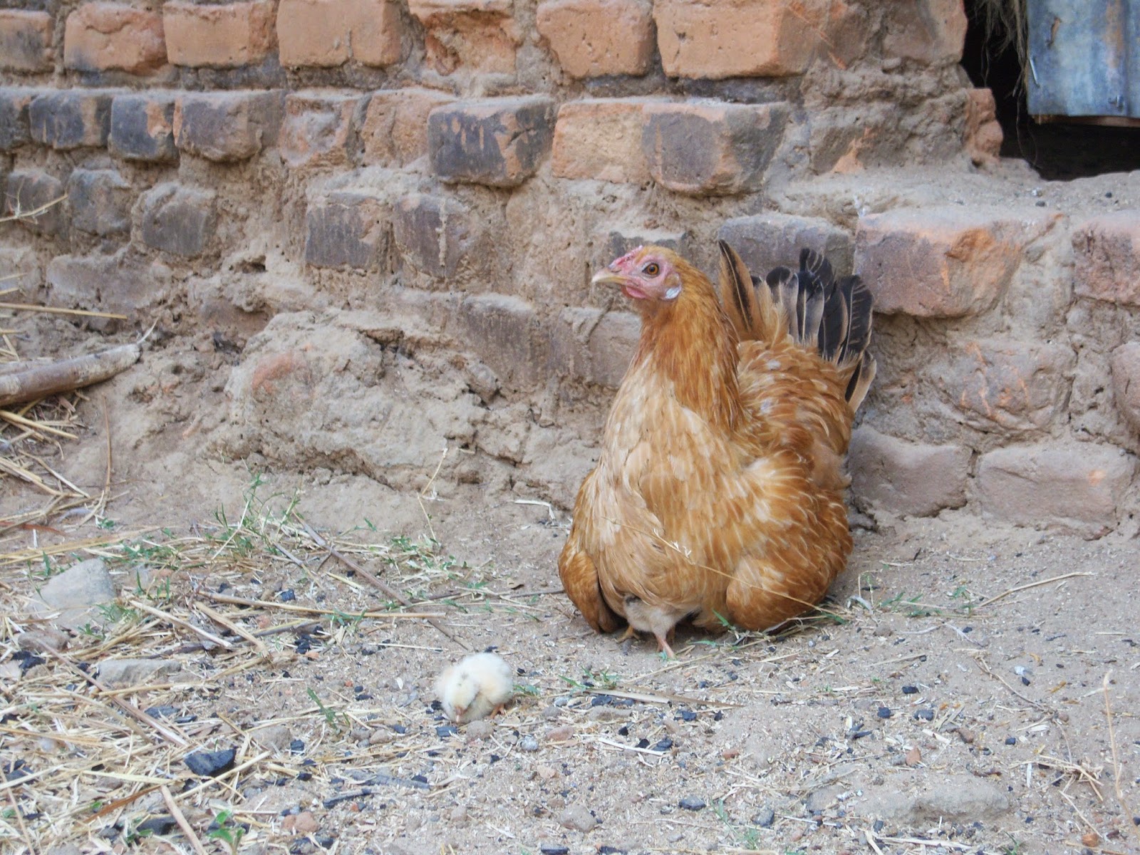 Chicken In African Language at Jon Dustin blog