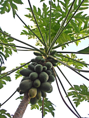 Carica papaya, papaya fruit
