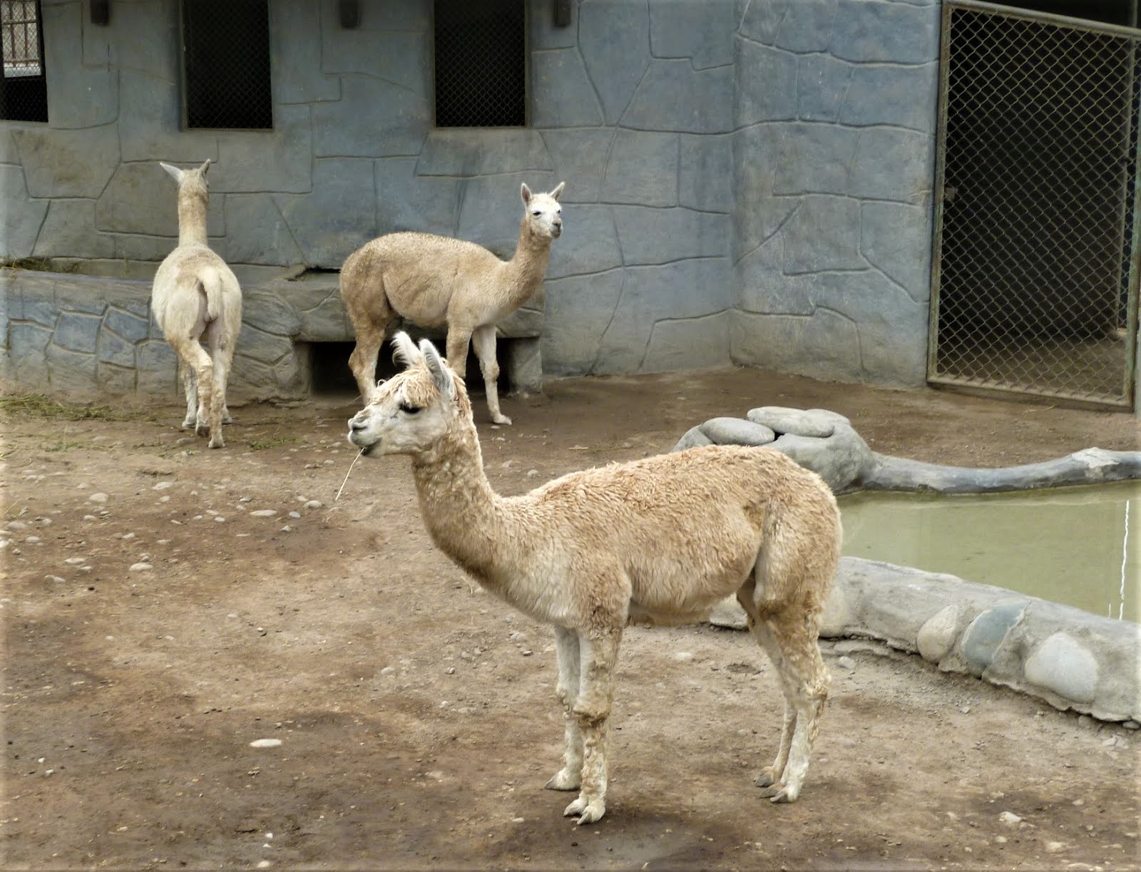 LLAMAS