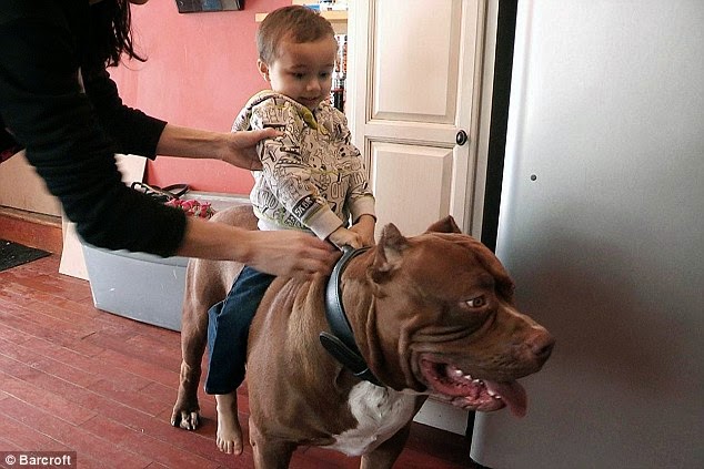 yuvarlanan kaya dunyanin en buyuk pitbull u