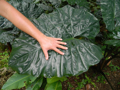 Elephant Ear Alocasia at Orchid World Barbados by garden muses-not another Toronto gardening blog