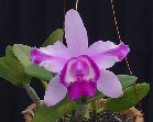 C. int. orlata