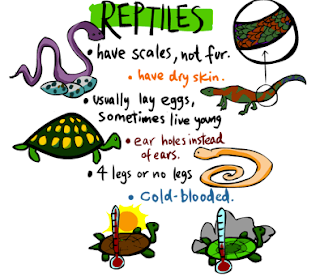 Lesson: Reptiles - Different Animals of the World