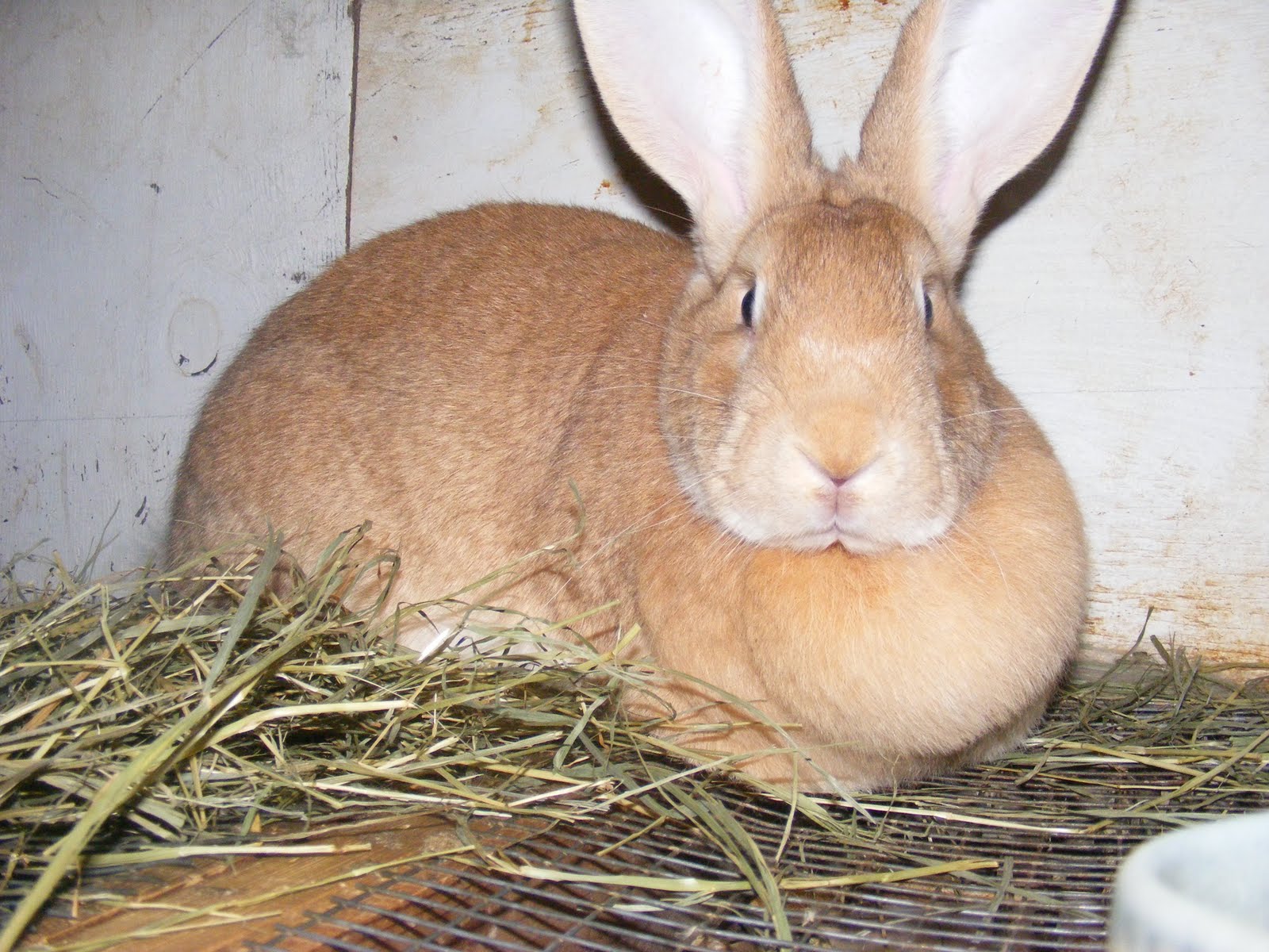 female flemish giant
