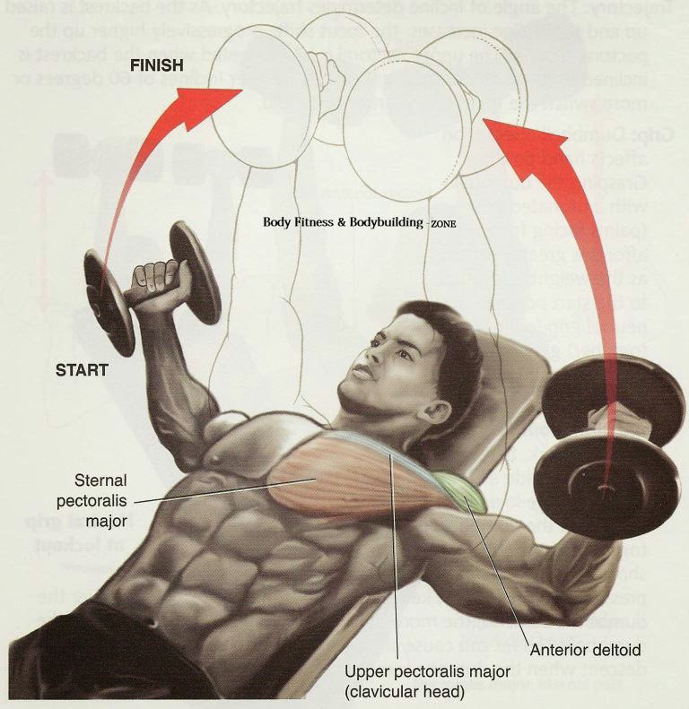 The Fitness Era Incline Dumbbell Flyes