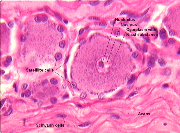 Histology Doodles: Sympathetic ganglion, H&E