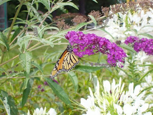 A Butterfly Enjoying the Gardens