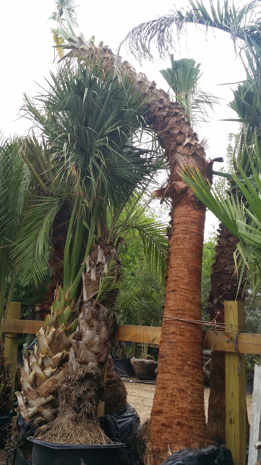 Cold Hardy Palm Trees in Houston Curved Palm Trees Character Palm