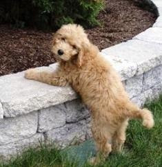 Goldendoodle