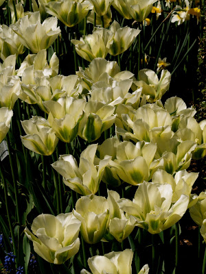 Tulips, Conservatory Garden, Central Park, NYC