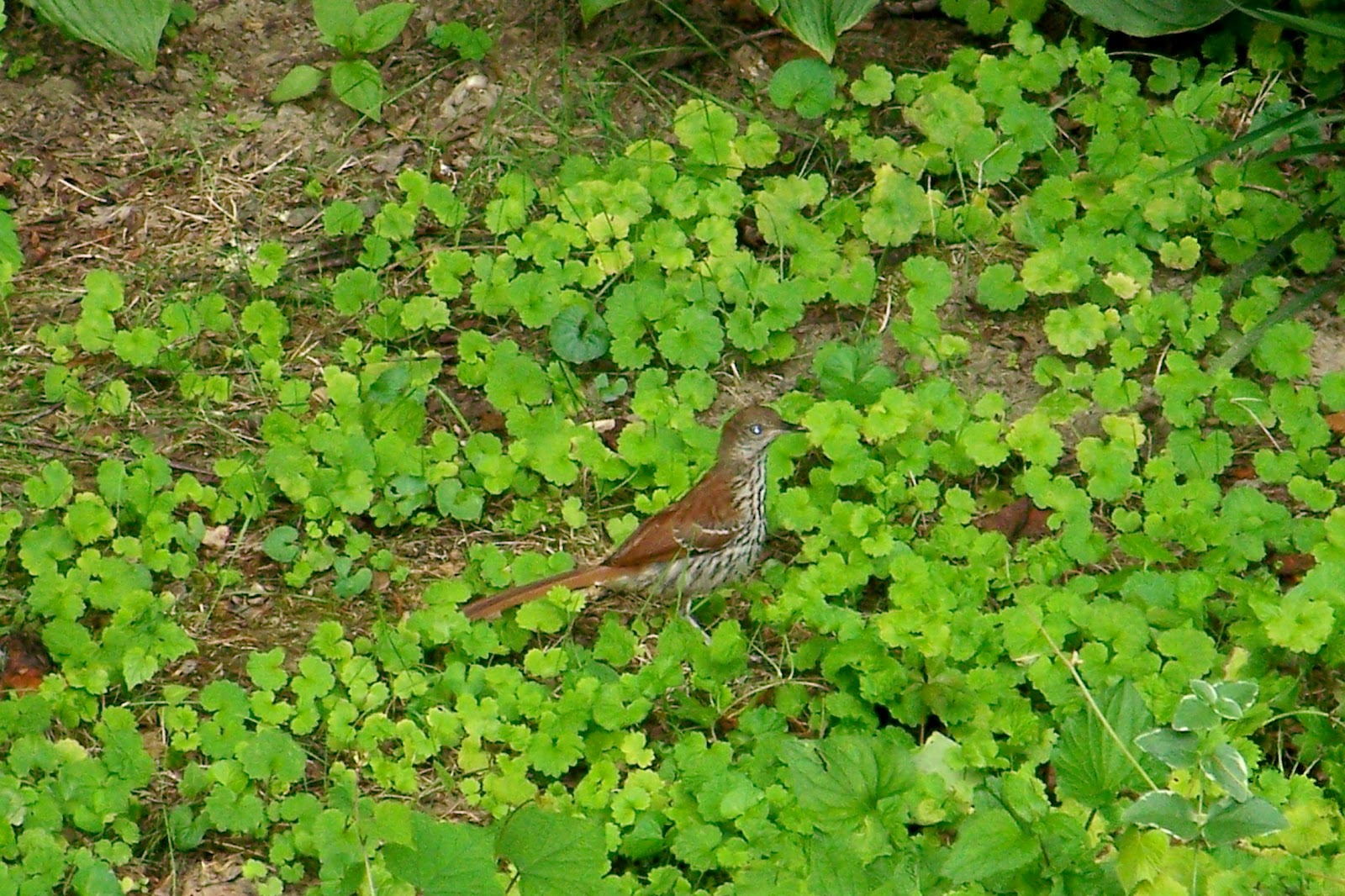 in the hills of North Carolina: Brown Thrasher: noun