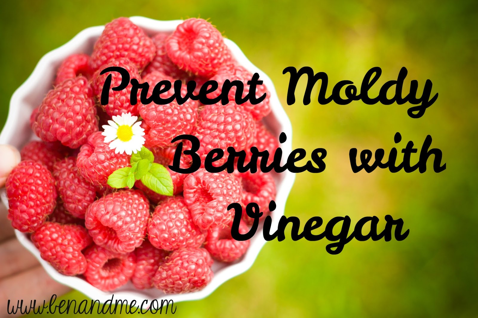 Frugal Family Prevent Moldy Berries with Vinegar! Ben and Me
