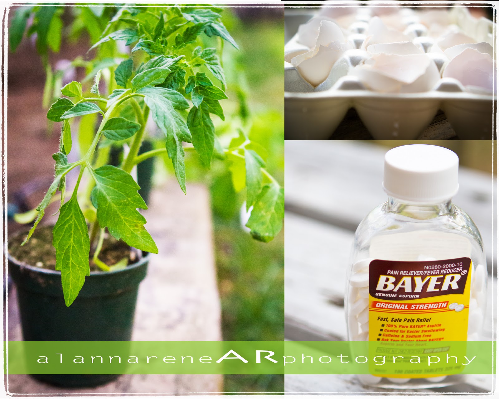 alannarene Vomit and Fish Heads Detox Day 2