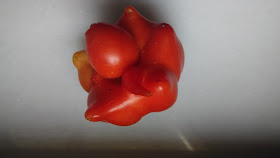 Tomate IMG_03082015_160332.jpg