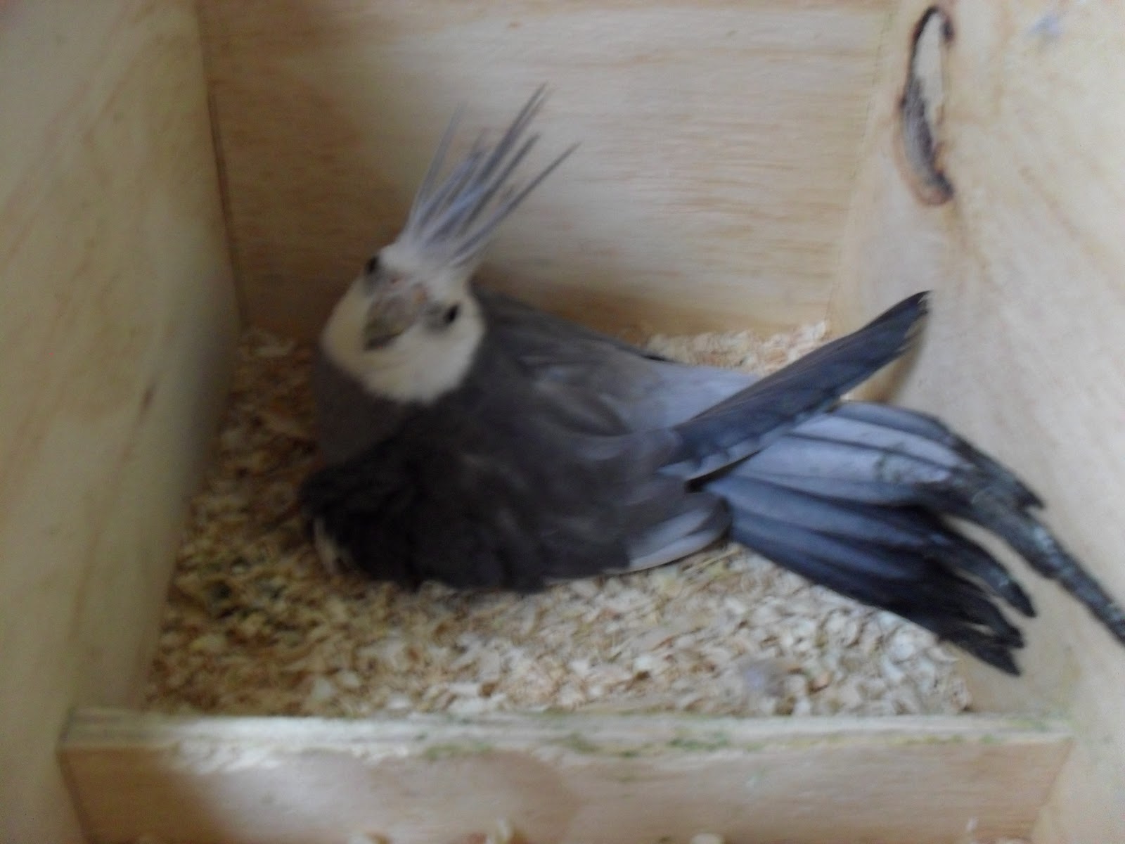 Quanto Tempo Para Chocar Ovo De Calopsita ENSINO