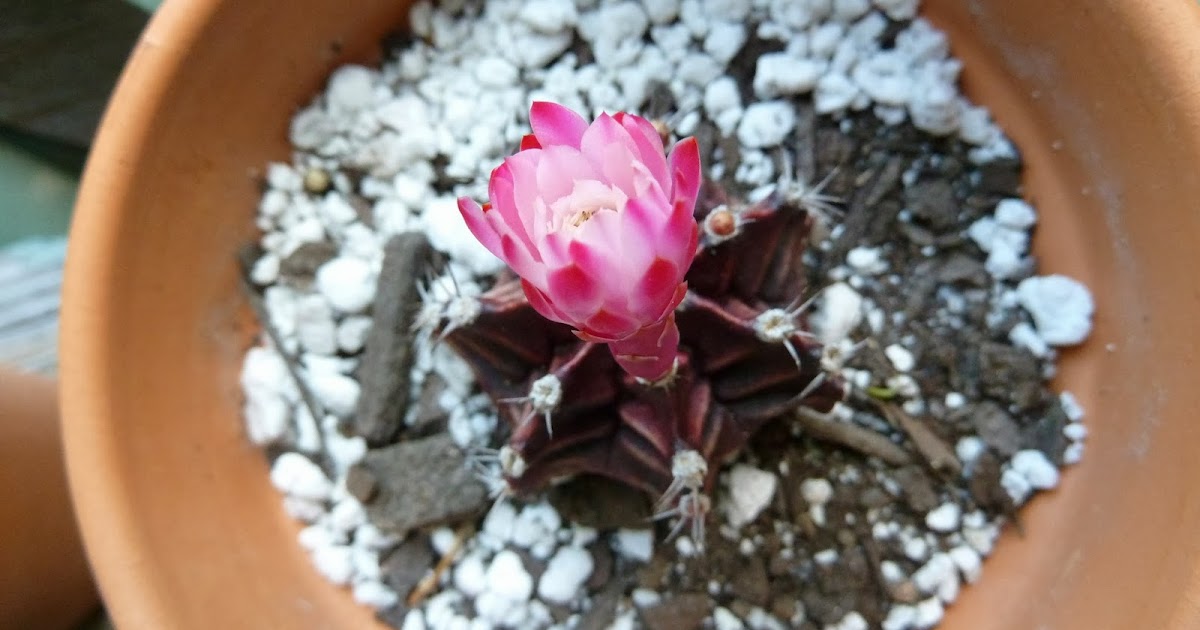 Hooray! Plants! Can a purple "Moon Cactus" survive on it's own?